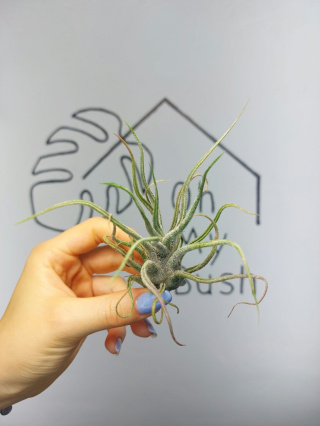 Tillandsia Pruinosa XXL Oplątwa