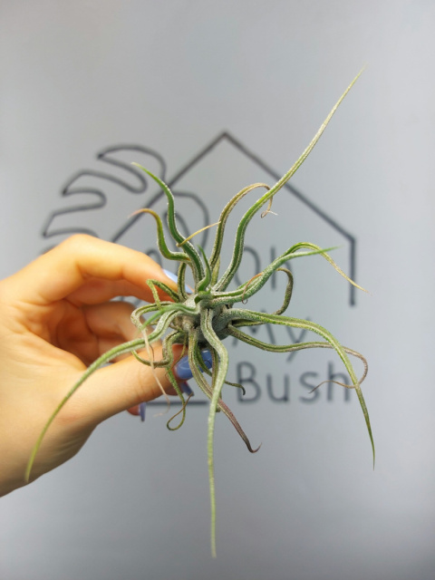 Tillandsia Pruinosa XXL Oplątwa