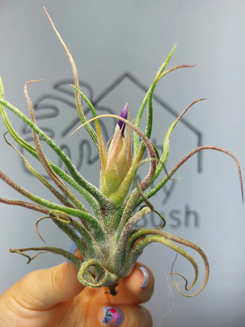 Tillandsia Pruinosa XXL Oplątwa