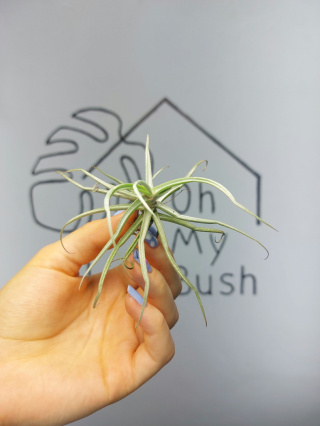 Tillandsia Reichenbachii Oplątwa