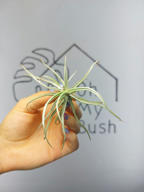 Tillandsia Reichenbachii Oplątwa