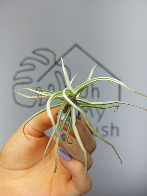 Tillandsia Reichenbachii Oplątwa