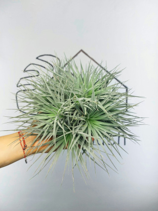 Tillandsia Silver Kępa Oplątwa