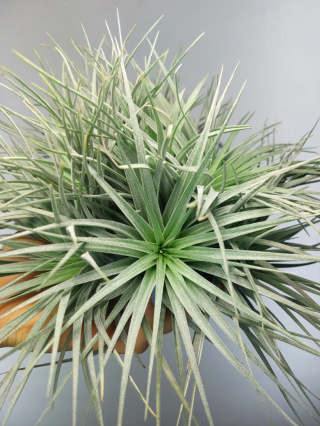 Tillandsia Silver Kępa Oplątwa