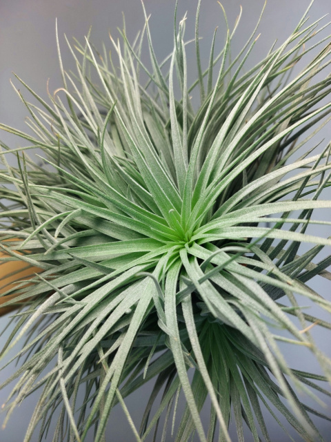 Tillandsia Silver Kępa Oplątwa