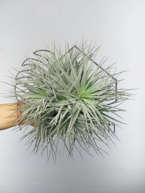 Tillandsia Silver Kępa Oplątwa