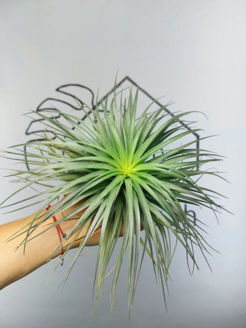 Tillandsia Silver XXL Oplątwa