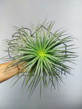 Tillandsia Silver XXL Oplątwa