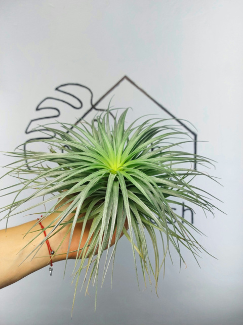 Tillandsia Silver XXL Oplątwa