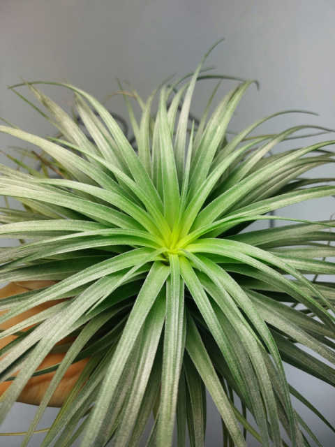 Tillandsia Silver XXL Oplątwa