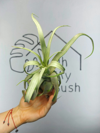 Tillandsia Streptophylla XXL Oplątwa