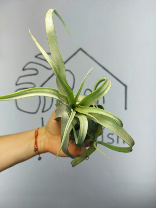 Tillandsia Streptophylla XXL Oplątwa