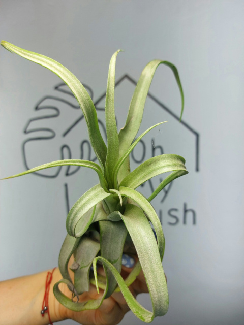 Tillandsia Streptophylla XXL Oplątwa