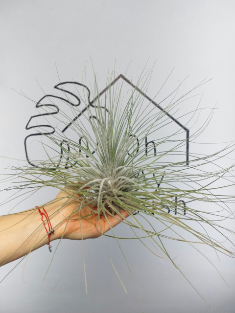 Tillandsia Tectorum EXTREME XXL Oplątwa