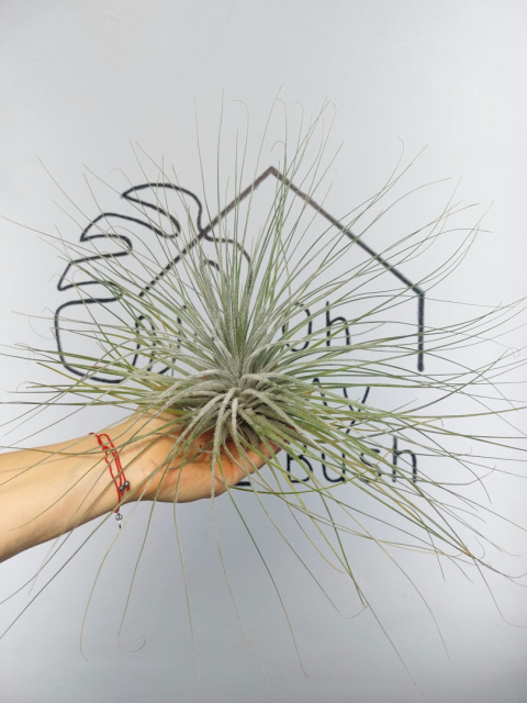 Tillandsia Tectorum EXTREME XXL Oplątwa