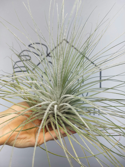 Tillandsia Tectorum EXTREME XXL Oplątwa