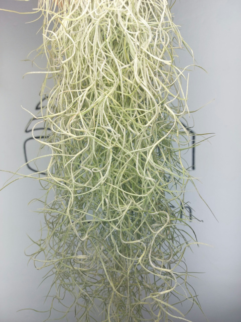 Tillandsia Usneoides Oplątwa | 70-80cm