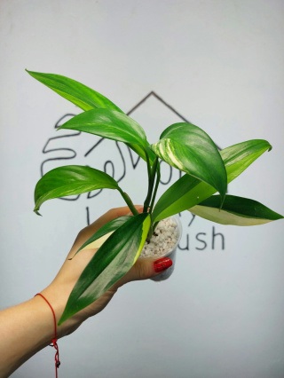 Epipremnum Amplissimum Variegata | 25-30cm