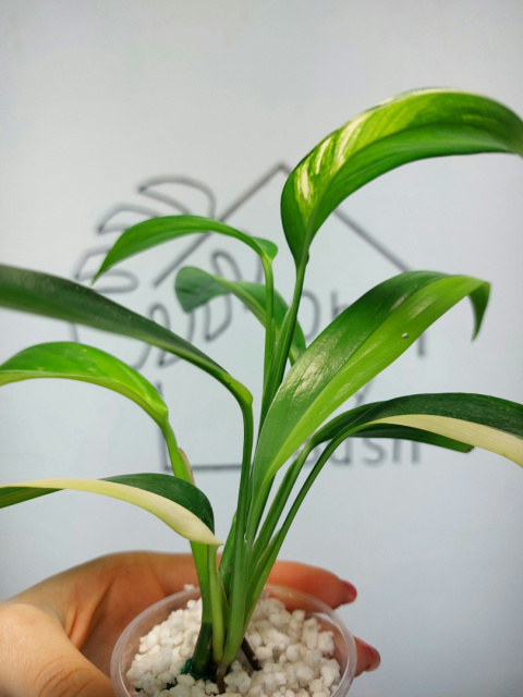 Epipremnum Amplissimum Variegata | 25-30cm