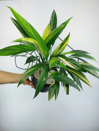 Epipremnum Amplissimum Variegata | Sadzonka 21 | 45cm