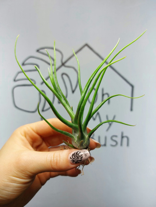 Tillandsia Bulbosa XL Oplątwa