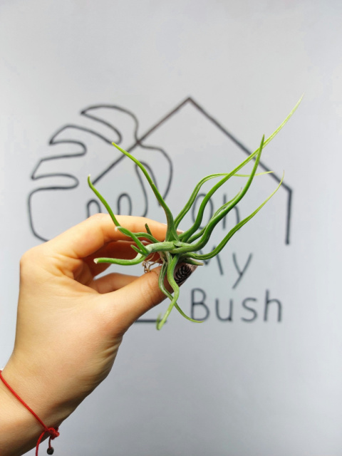 Tillandsia Bulbosa XL Oplątwa