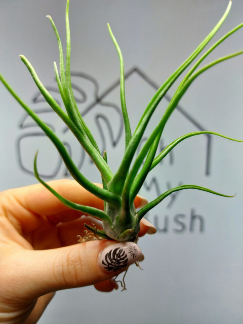 Tillandsia Bulbosa XL Oplątwa