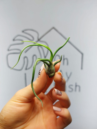 Tillandsia Bulbosa Oplątwa MINI