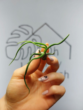 Tillandsia Bulbosa Oplątwa MINI