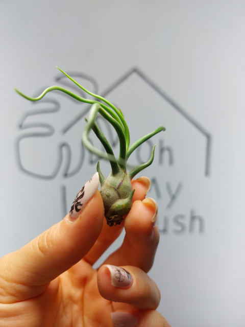 Tillandsia Bulbosa Oplątwa MINI