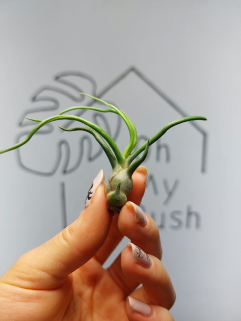 Tillandsia Bulbosa Oplątwa MINI