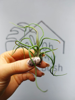 Tillandsia Bulbosa Oplątwa