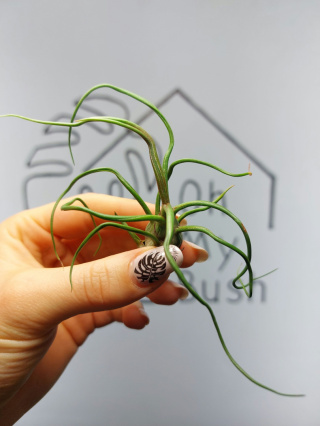 Tillandsia Bulbosa Oplątwa