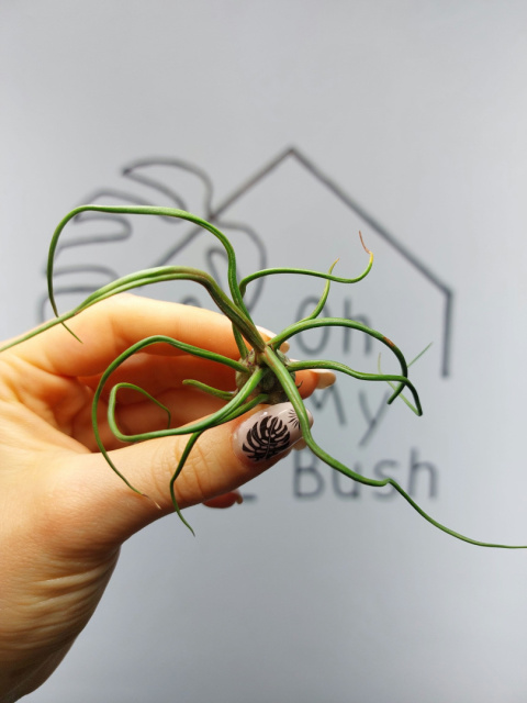 Tillandsia Bulbosa Oplątwa