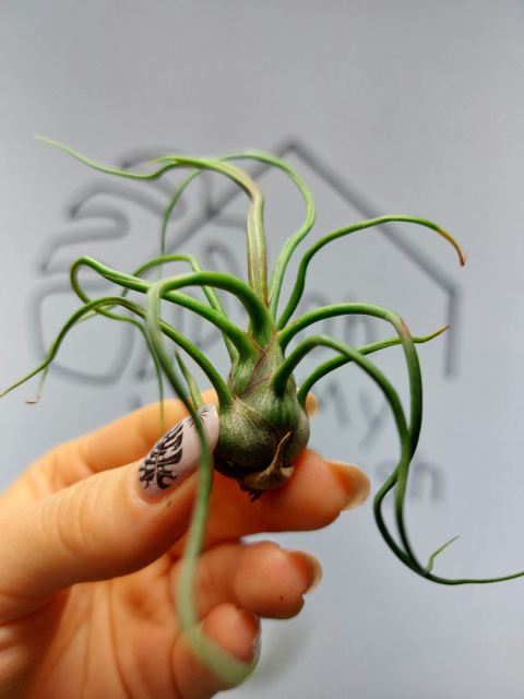 Tillandsia Bulbosa Oplątwa