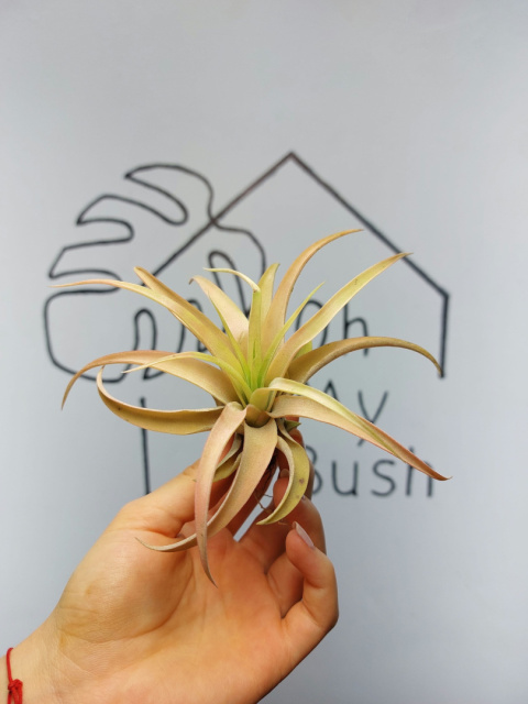 Tillandsia Capitata Peach Red XL Oplątwa