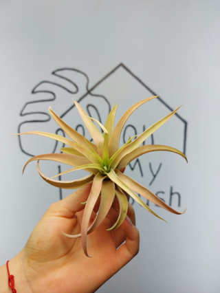 Tillandsia Capitata Peach Red XL Oplątwa