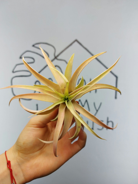 Tillandsia Capitata Peach Red XL Oplątwa