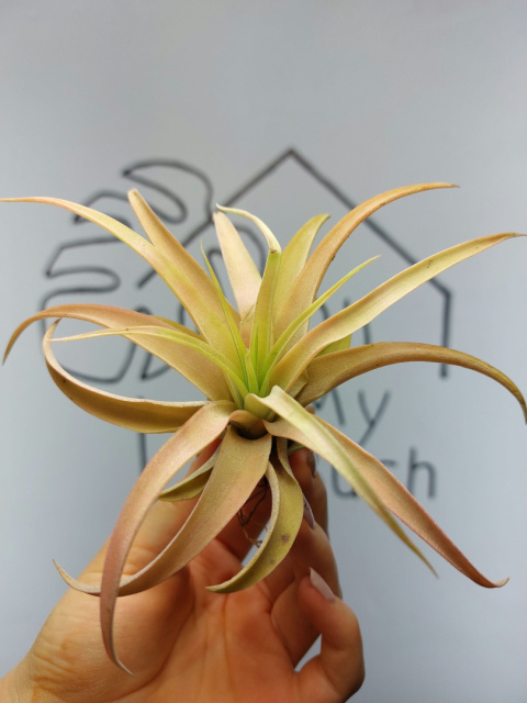 Tillandsia Capitata Peach Red XL Oplątwa