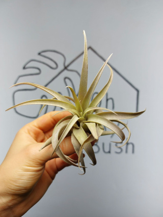 Tillandsia Capitata Peach Red Oplątwa