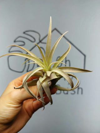 Tillandsia Capitata Peach Red Oplątwa