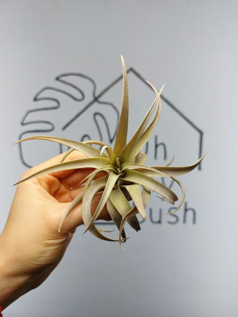 Tillandsia Capitata Peach Red Oplątwa