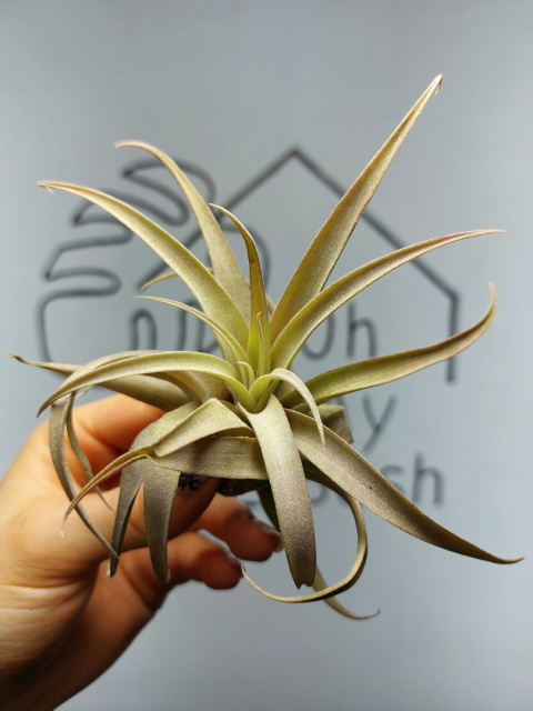 Tillandsia Capitata Peach Red Oplątwa