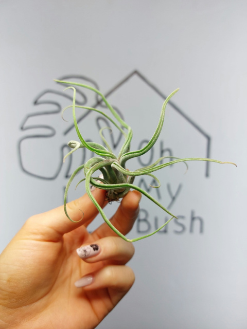 Tillandsia Caput Curly Oplątwa