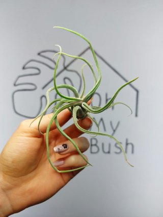 Tillandsia Caput Curly Oplątwa