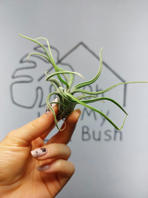 Tillandsia Caput Curly Oplątwa