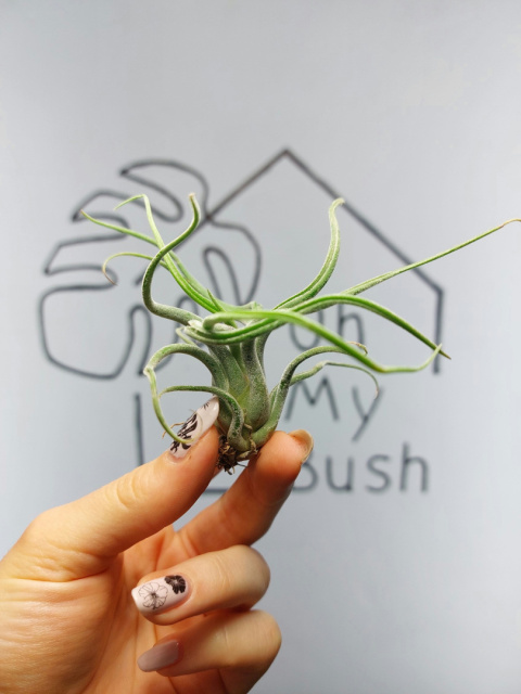 Tillandsia Caput Curly Oplątwa