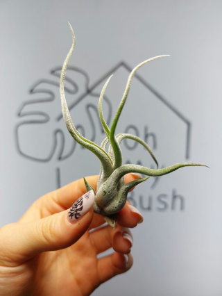 Tillandsia Caput Medusae Oplątwa MINI