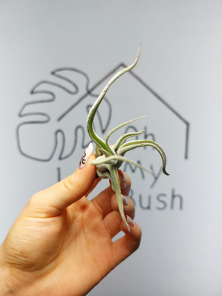 Tillandsia Caput Medusae Oplątwa MINI