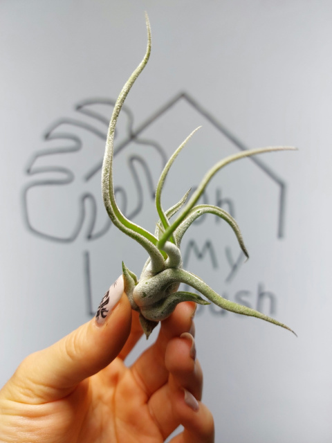 Tillandsia Caput Medusae Oplątwa MINI